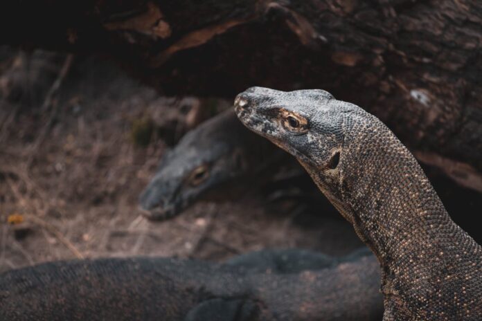 Pulau Komodo Pemprov NTT