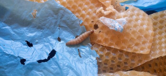 Cacing Lilin Penelitian Cacing Lilin