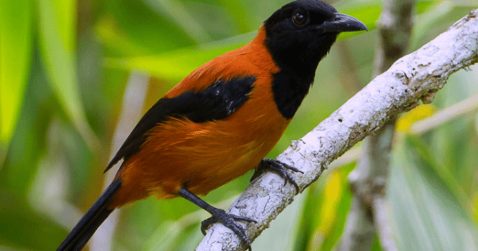 Hooded Pitohui Hooded Pitohui