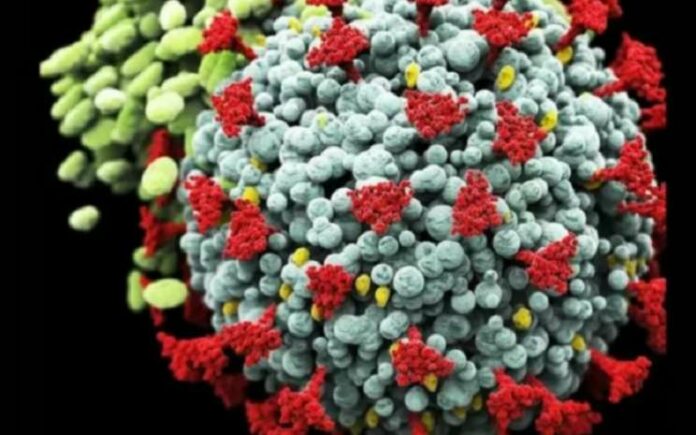 varian baru virus corona Virus Corona Omicron XBB Masuk Indonesia