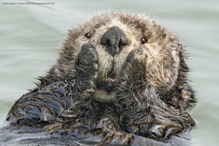 CWPA Comedy Wildlife Photo Awards