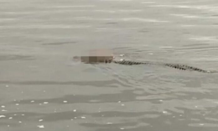 sungai mahakam, buaya, kutai, jasad balita tenggelam, buaya mahakam, basarnas