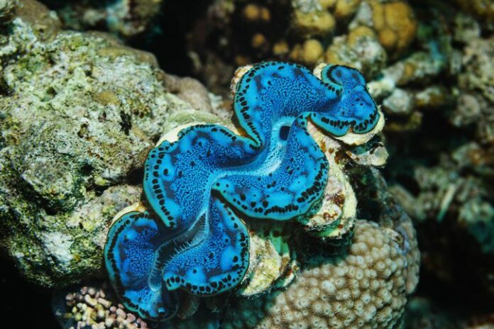 Kerang Kima, Kaimana, Laut