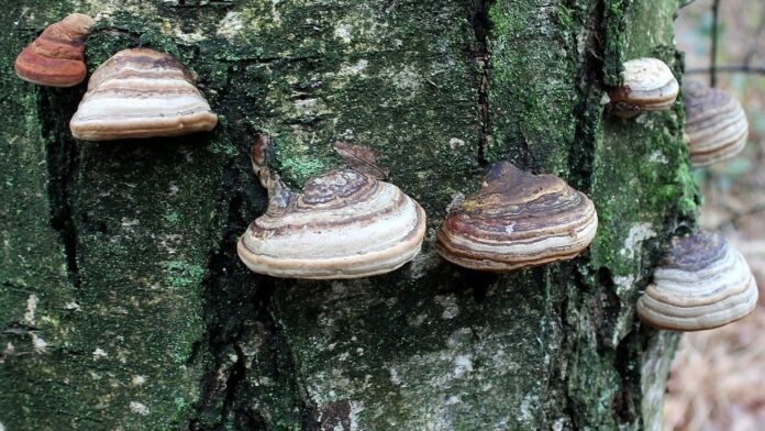 Jamur Tinder, Fomes fomentarius