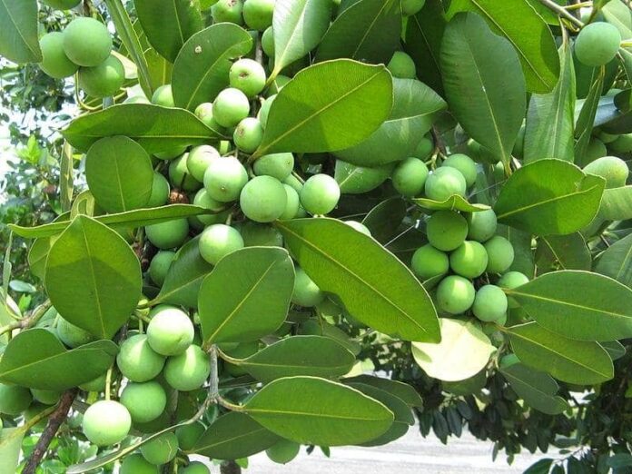 Bintangur Bintangur, Tanaman Endemik Papua