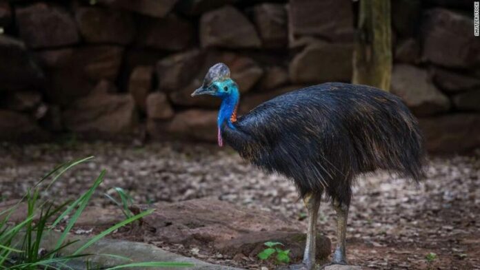 Burung Kasuari Burung Kasuari, Hewan Endemik Papua