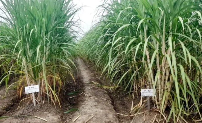 Apolo Safanpo, bersama Bupati Merauke, Bioetanol Nasional, Bupati Merauke, Distrik Tanah Miring, Gubernur Papua, Kampung Ngguti Bob, Kunjungan Kerja, Panen Tebu, Pemerintah Daerah, Perkebunan Tebu, Proyek Strategis Nasional, Proyek Tebu, Proyek Tebu Merauke, PT Global Papua, PT Semesta Gula, Swasembada Gula, Tanam Tebu, Tebu Merauke, Tenaga Kerja Lokal