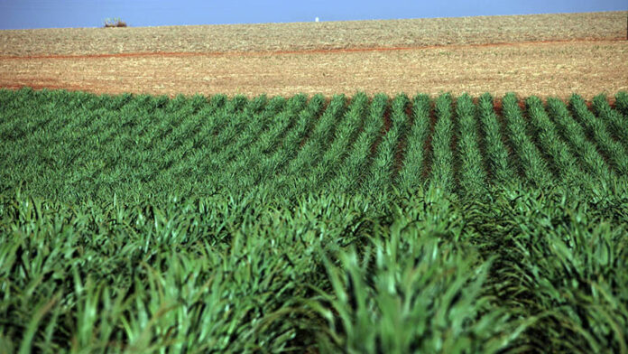 Apolo Safanpo, bersama Bupati Merauke, Bioetanol Nasional, Bupati Merauke, Distrik Tanah Miring, Gubernur Papua, Kampung Ngguti Bob, Kunjungan Kerja, Panen Tebu, Pemerintah Daerah, Perkebunan Tebu, Proyek Strategis Nasional, Proyek Tebu, Proyek Tebu Merauke, PT Global Papua, PT Semesta Gula, Swasembada Gula, Tanam Tebu, Tebu Merauke, Tenaga Kerja Lokal