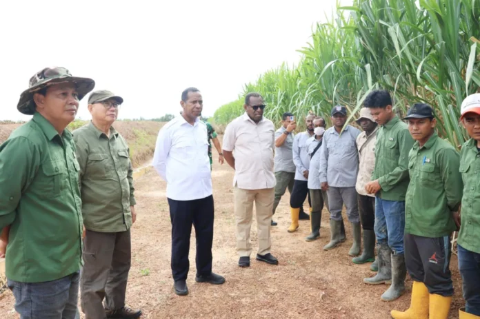 tebu Gubernur Papua, Bupati Merauke, Perkebunan Tebu, Tebu Merauke, Proyek Tebu, Swasembada Gula, Bioetanol Nasional, Tenaga Kerja Lokal, Proyek Strategis Nasional, Tanam Tebu, Panen Tebu, Kampung Ngguti Bob, Distrik Tanah Miring, PT Semesta Gula, PT Global Papua, Pemerintah Daerah, Kunjungan Kerja, Apolo Safanpo, bersama Bupati Merauke, Yoseph B. Gebze, Proyek Tebu Merauke, Proyek Tebu