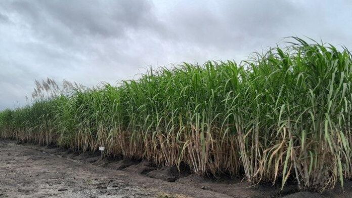 proyel kebun tebu di merauke proyek kebun, kebun tebu, tebu merauke, proyek merauke, program strategis, masyarakat merauke, industri tebu, lahan pertanian, kemitraan plasma, tenaga kerja, pembangunan daerah, tebu nasional, ketahanan pangan, bioenergi tebu, petani lokal, pertanian modern, investasi merauke, ekonomi lokal, tebu berkualitas, pabrik gula