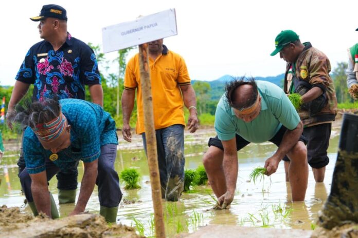 Gubernur Fakhiri tanam padi, Swentab Jayapura, ketahanan pangan Papua, program pertanian Papua, sawah baru 50 hektare